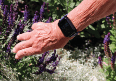 Sensorems smartklocka med trygghetslarm och gps ökar tryggheten för seniorer inomhus men också utomhus i trädgården på sommaren eller på resan. Bild på smarklocka på arm i trädgård